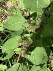 Arctium minus