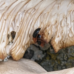 Triplax thoracica