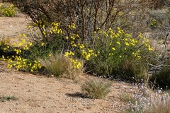 Osteospermum microcarpum