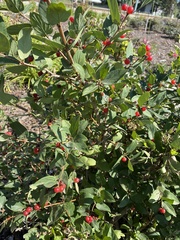 Lonicera tatarica
