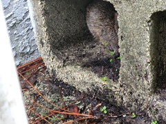 Sylvilagus palustris