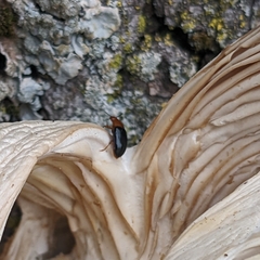 Triplax thoracica