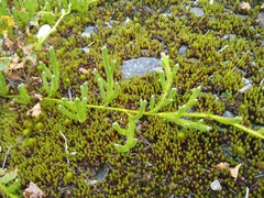 Lycopodium lagopus