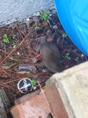 Sylvilagus palustris