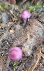 Inocybe lilacina