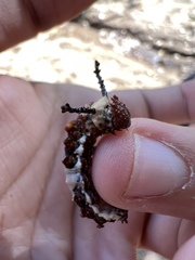 Limenitis arthemis arizonensis