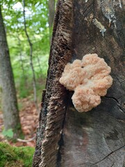 Hericium
