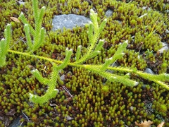 Lycopodium lagopus