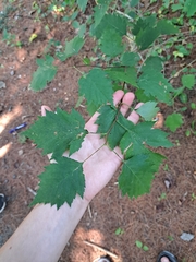 Crataegus chrysocarpa