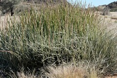 Euphorbia gregaria