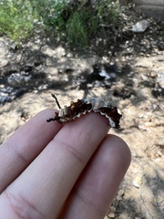 Limenitis arthemis arizonensis
