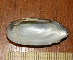 Unio pictorum