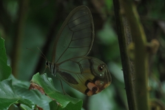 Haetera piera