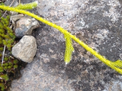 Lycopodium lagopus