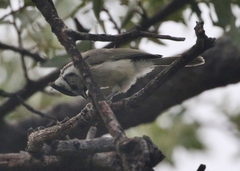 Baeolophus wollweberi