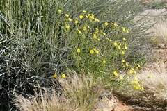 Osteospermum microcarpum