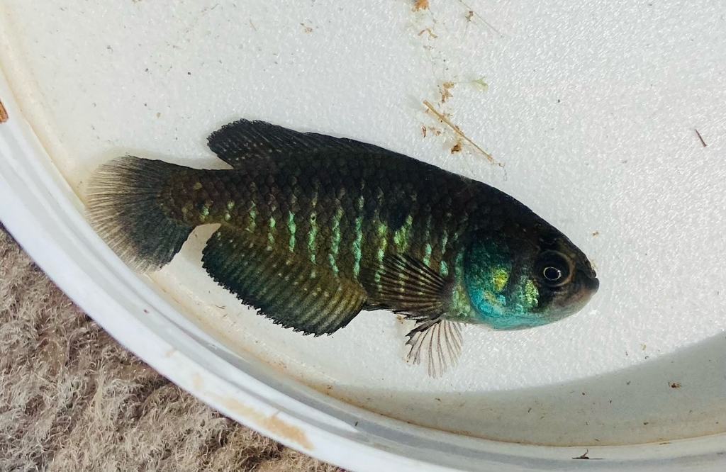Annual Fish