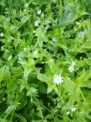 Stellaria aquatica