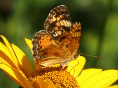 Phyciodes tharos