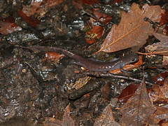 Ambystoma 'unisexual complex'