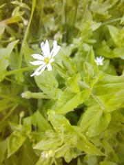 Stellaria aquatica