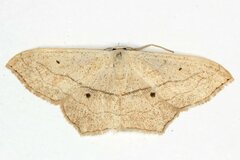 Scopula imitaria