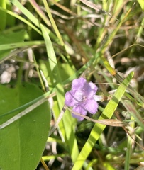 Agalinis skinneriana