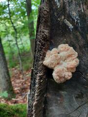 Hericium