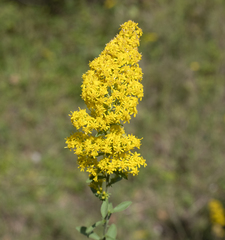 Solidago nemoralis