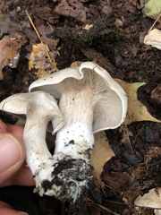 Entoloma abortivum