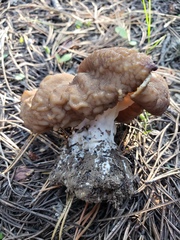 Gyromitra
