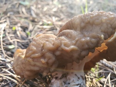 Gyromitra