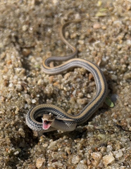 Salvadora deserticola