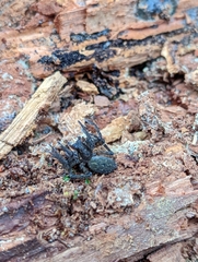 Uliodon