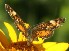 Phyciodes tharos