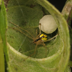 Phylloneta pictipes