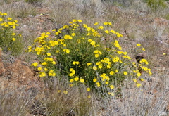 Osteospermum microcarpum