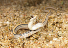 Salvadora deserticola