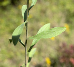 Solidago nemoralis