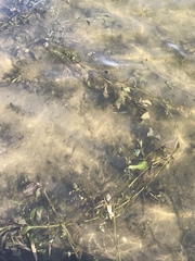 Potamogeton amplifolius