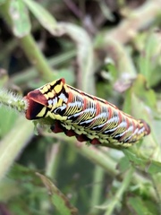 Eumorpha fasciatus