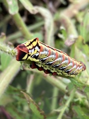 Eumorpha fasciatus