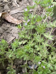 Sherardia arvensis