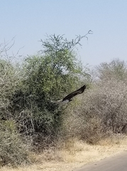 Polemaetus bellicosus