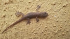Hemidactylus frenatus