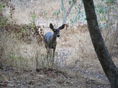 Odocoileus hemionus californicus