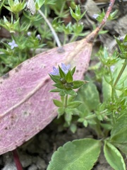 Sherardia arvensis