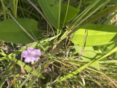 Agalinis skinneriana
