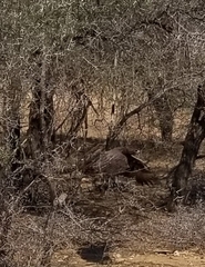 Polemaetus bellicosus