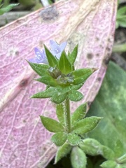Sherardia arvensis